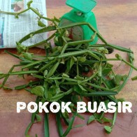 POKOK PATAH TULANG / POKOK BUASIR / 50 GRAM