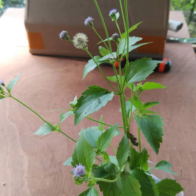 5 Anak Pokok Kapal Terbang DALAM POLYBAG