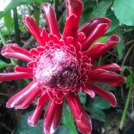 Anak Pokok Kantan Torch Ginger Etlingera Elatior <KT05>