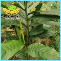 Daun Lengkuas Segar 10pcs / Galangal Leaves 10 pcs