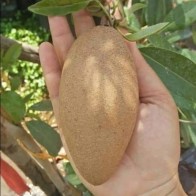 Anak Pokok Ciku Subang Berbuah Sepanjang Tahun