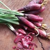 Pokok Bawang Dayak Untuk Antioksidan