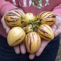 Anak Pokok Pepino Melon/Pepino Dulce