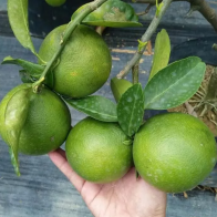 Anak Pokok Limau Sunkis Taiwan