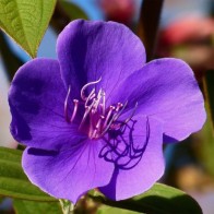 Anak Pokok Tibouchina Urvilleana aka Glory Bush aka Princess Flower