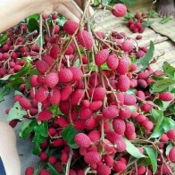 Anak Pokok Buah Ridan/Redan atau Korlan Nephelium Maingayi
