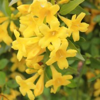 Anak Pokok Carolina Jasmine aka Baby Lotion