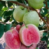 Anak Pokok Jambu Batu Pink Seedless aka Hong Pau Ser/Red Diamond