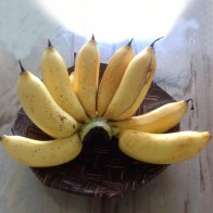 Anak Pokok Pisang Rastali
