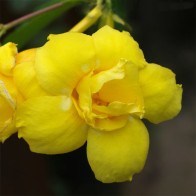 Anak Pokok Allamanda Double Stencil aka Allamanda Williamsii, Golden Trumpet Vine