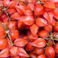 Anak Pokok Belimbing Merah/Belimbing Darah aka Baccaurea Angulata