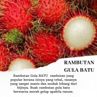 Anak Pokok Rambutan Gula Batu aka Deli