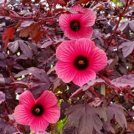 Anak Pokok Bunga Raya Cranberry/Hibiscus Acetosella/Rosemallow Afrika