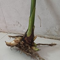 Rizom Kantan Putih