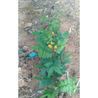 Pokok Senna Occidentalis/ Coffee Senna/ Cassia Occidental - Pokok herba stabil dalam pasu tinggi 25 hingga 50cm