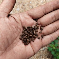 BIJI BENIH ROSELLE / 50 PCS