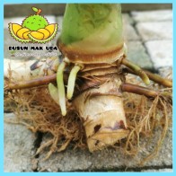 Keratan Berakar Benih Bunga Kantan Pink Pokok Matang Subur Gemuk Rajin Berbunga 1 pc