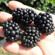 Anak Pokok Blackberry Prime-Ark® 45