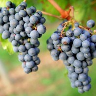 Anak Pokok Anggur Hitam (Unknown)