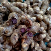 Ubi/Rizom Kunyit Hitam Fresh (Kaempferia Parviflora)