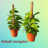 Pokok keladi