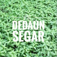 Anak Pokok Daun Kesum