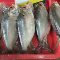 Ikan Terubok Masin Asli Sarawak