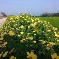 Anak Pokok Turnera Subulata Kuning