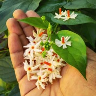 Anak Pokok Bunga Tree of Sorrow/Pareejat/Parijat
