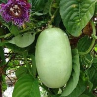 Anak Pokok Markisa Giant/Giant Grandanilla/Passiflora Quadqularis