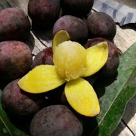 Anak Pokok Asam Kumbang