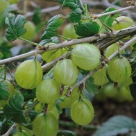 Anak Pokok Gooseberry