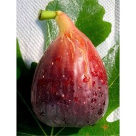 Anak Pokok Tin Maroc 23 Super Stabil