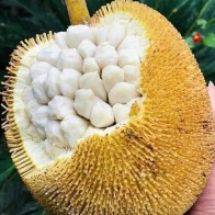 Anak Pokok Buah Tarap