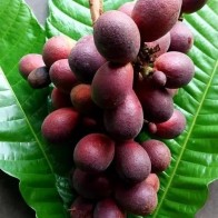 Anak Pokok Matoa Merah