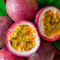 Anak Pokok Markisa/Passion Fruit Merah