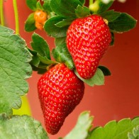 Anak Pokok Strawberry Merlan Bunga Pink