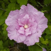 Anak Pokok Bunga Raya Lavender Chiffon Double Hibiscus Syriacus