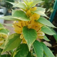 Pokok Bunga Kertas/Bougainvillea Sirih Junjung Kuning