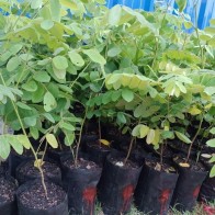 Anak Pokok Cassia Pelbagai Jenis