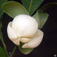 Anak Pokok Cempaka Telur/Magnolia Lilifera Putih