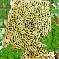 DAUN KELOR MORINGA 1000 biji