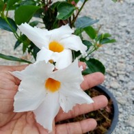 Anak Pokok Mandevilla Putih