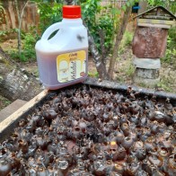 Madu Kelulut Asli 100% 1KG