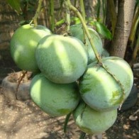 Anak Pokok Mangga Epal Hijau