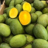 Anak Pokok Mangga Kuini/Kuinin/Konen Kahwin