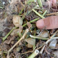 50 GRAM LEBIH POKOK LETUP KELAMBU KERING
