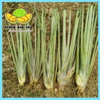 Serai Kampung Segar Wangi Harum Baunya / Lemongrass