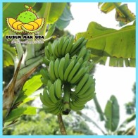 Anak Benih Sulur Pokok Pisang Nangka (Ready stock)