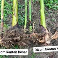 Rizom anak benih pokok kantan 2 unit